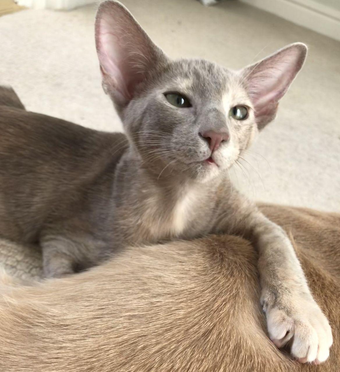 Cat rWWY0_rWU