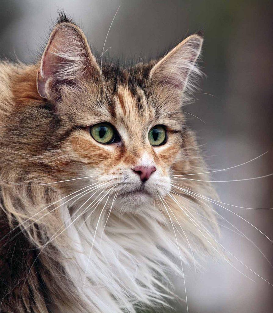 Cat rWr-g-QVX