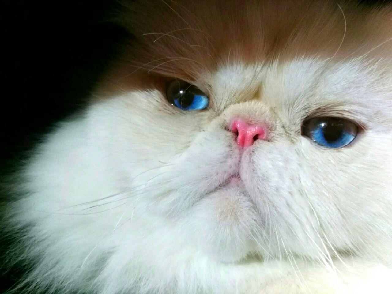 Cat rYChTf8ab