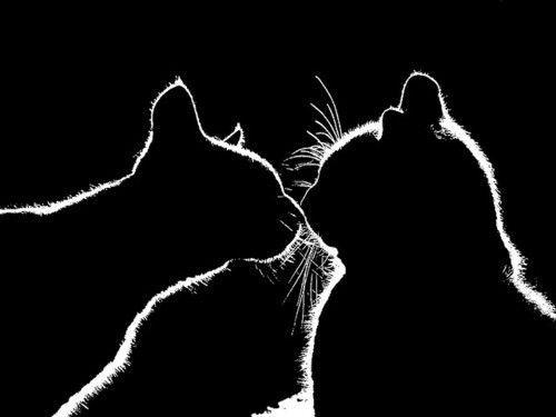 Cat rh