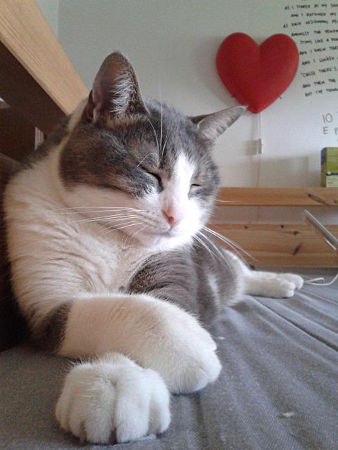Cat rs