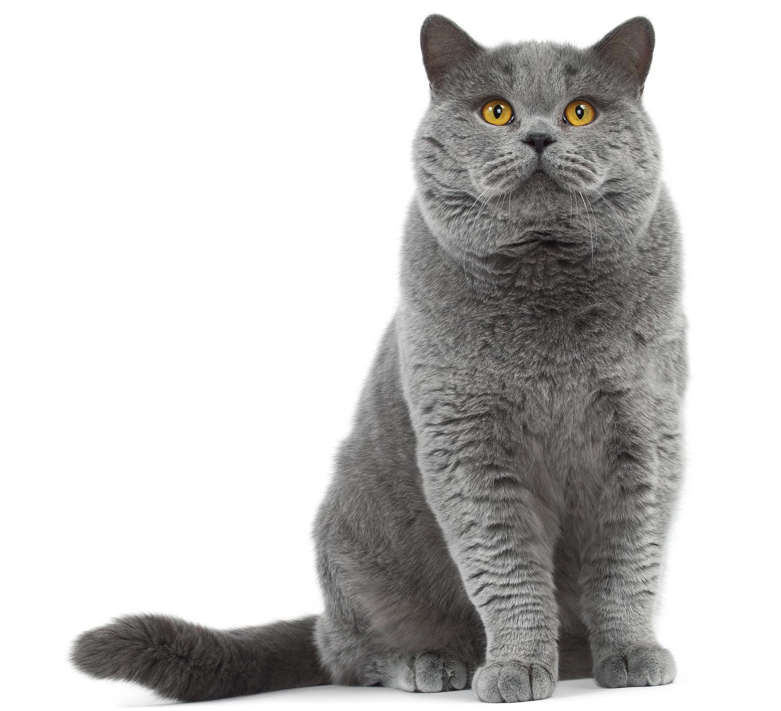 Cat s4wQfYoEk