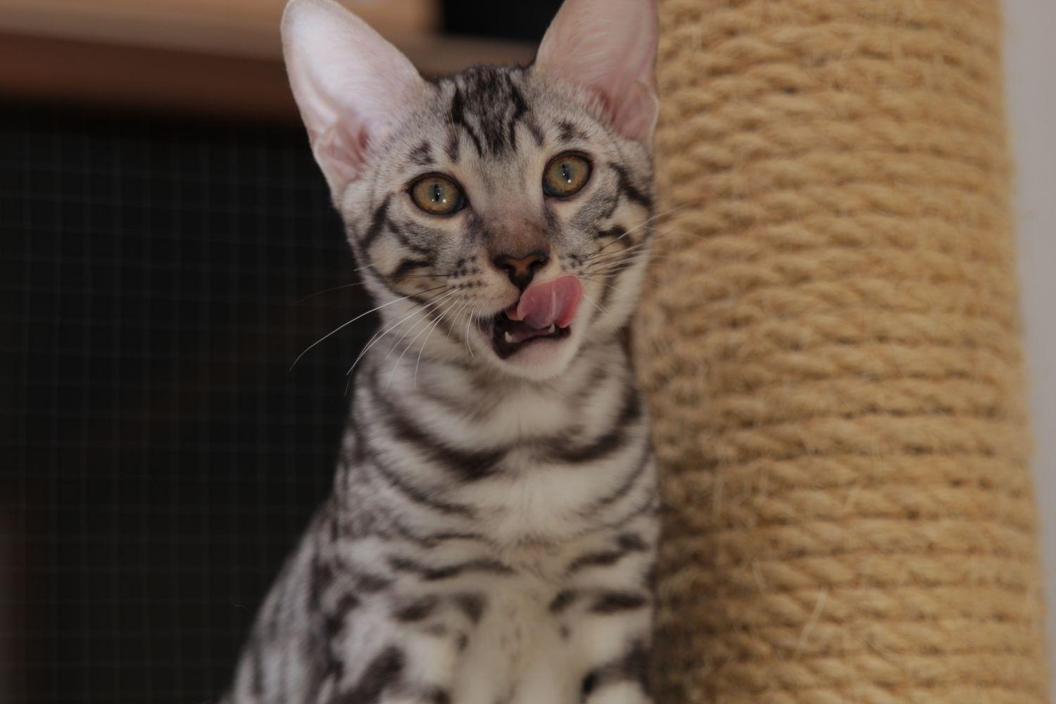 Cat sDns8AQGz