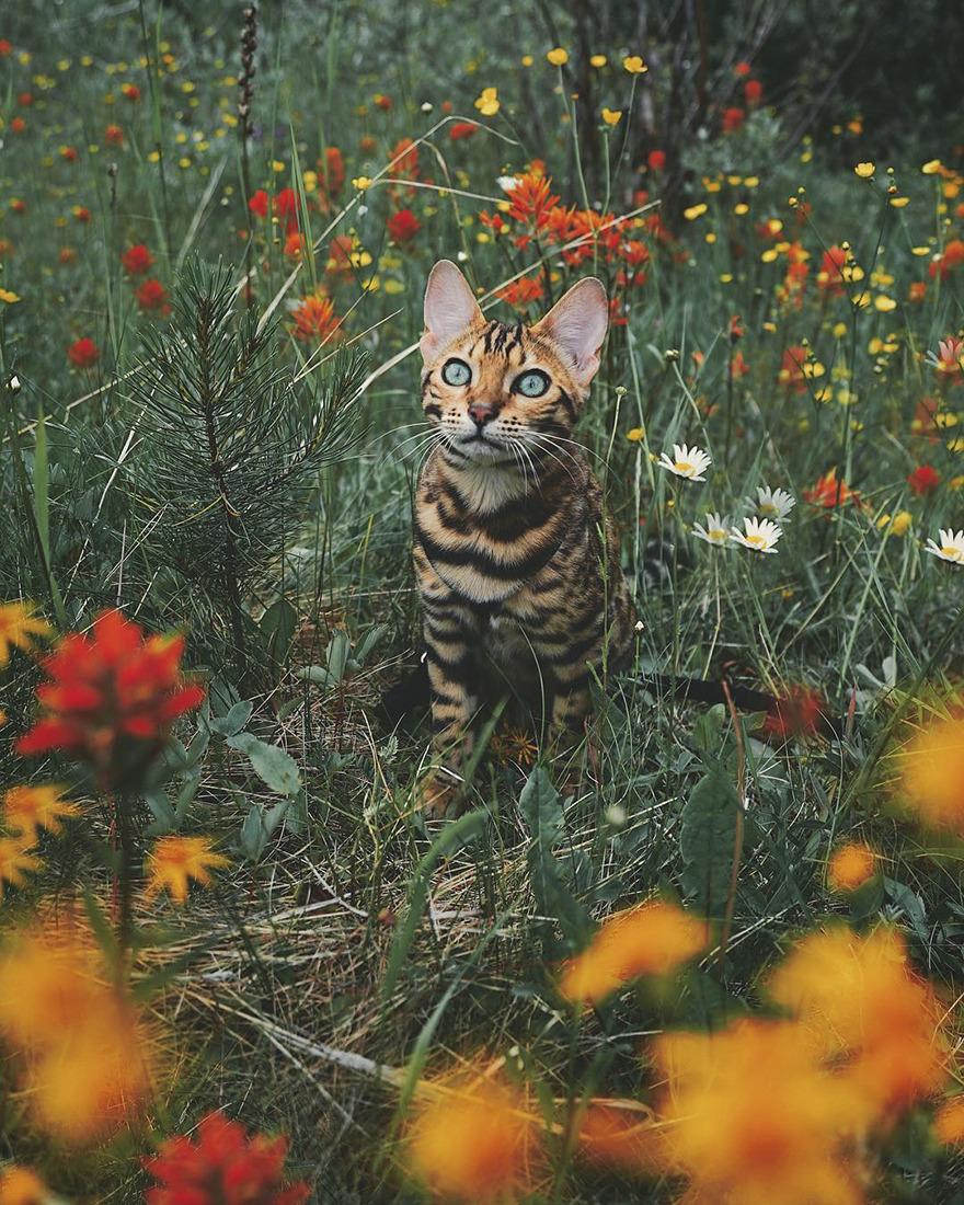 Cat sPMOo3Jn2