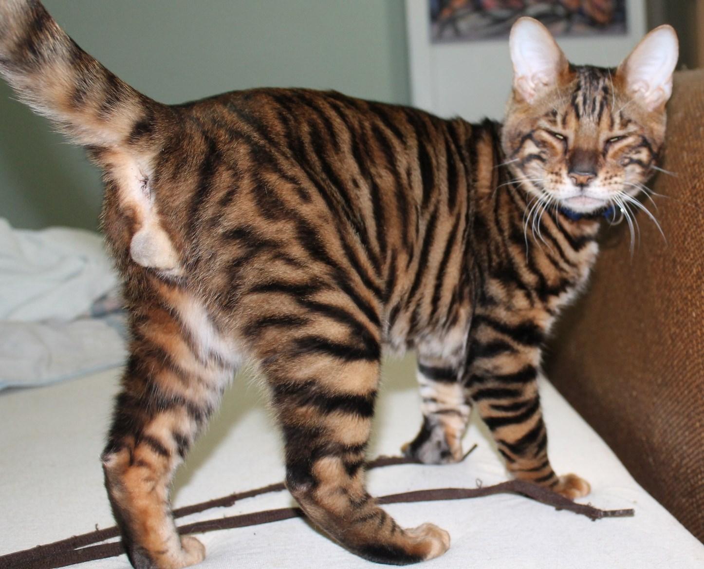Cat sWfuXbpSS