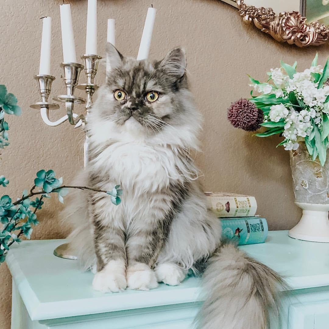Cat sWvKIFxBM