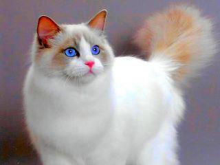 Cat se