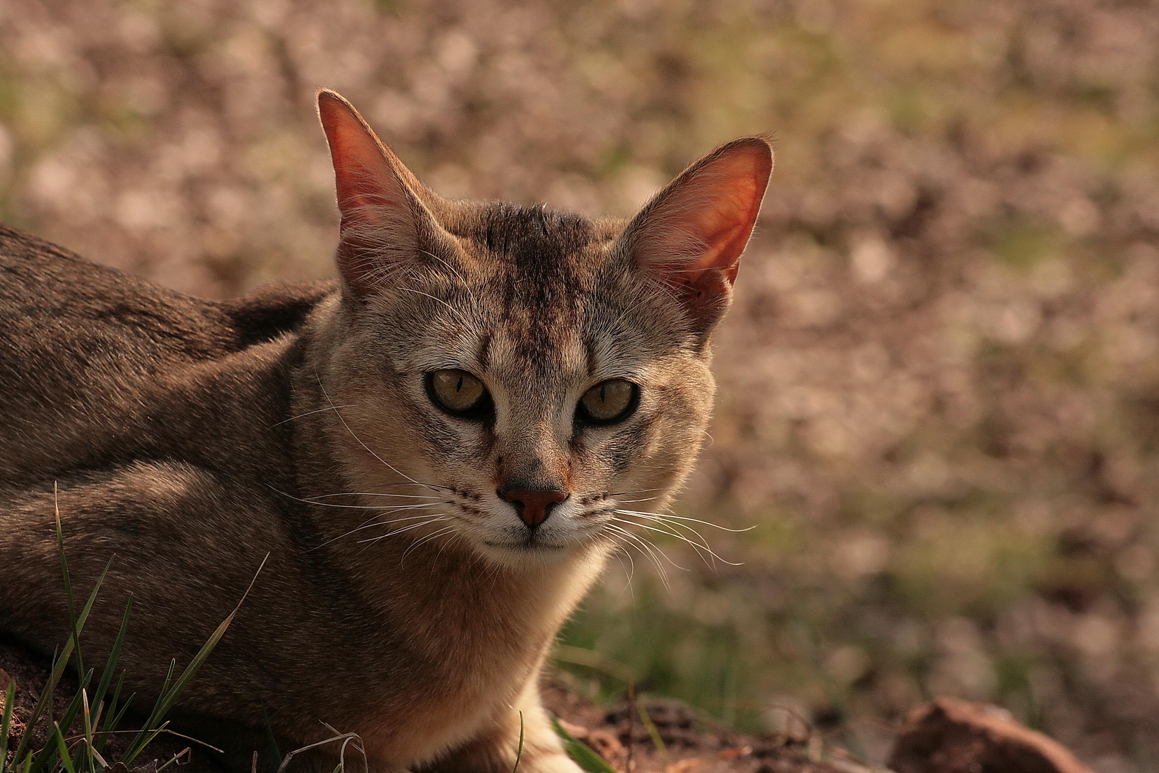 Cat snxE5_PPX