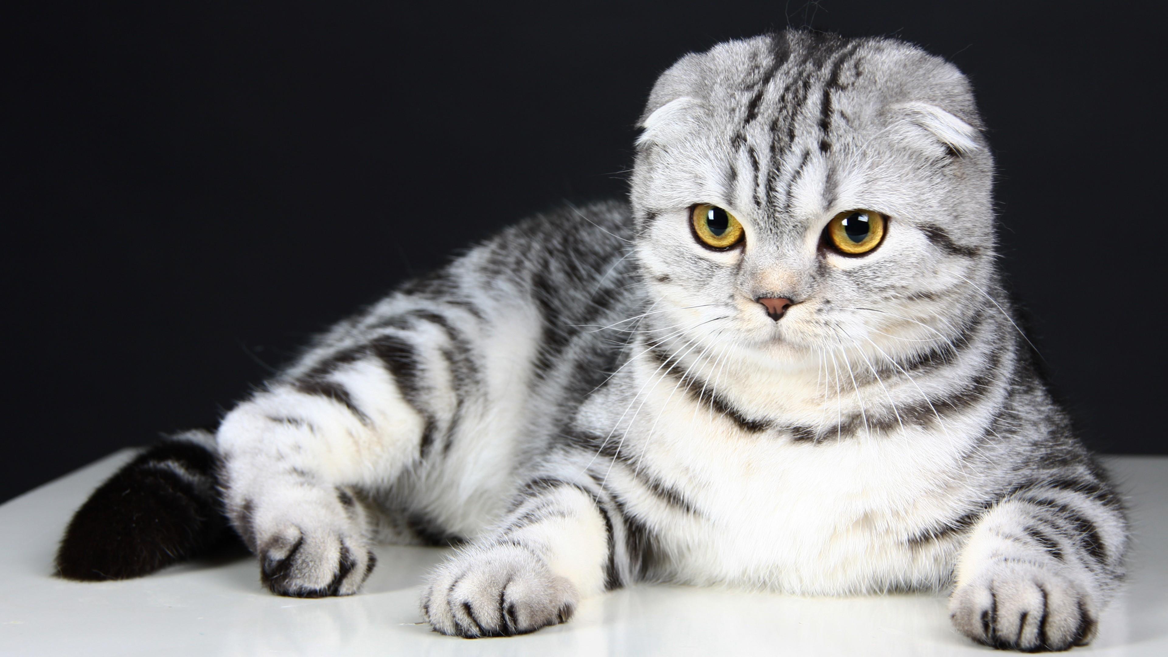 Cat st1MHwYbH