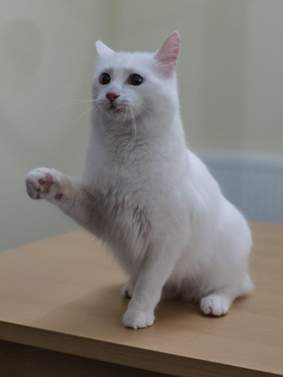 Cat sxIXJax6h