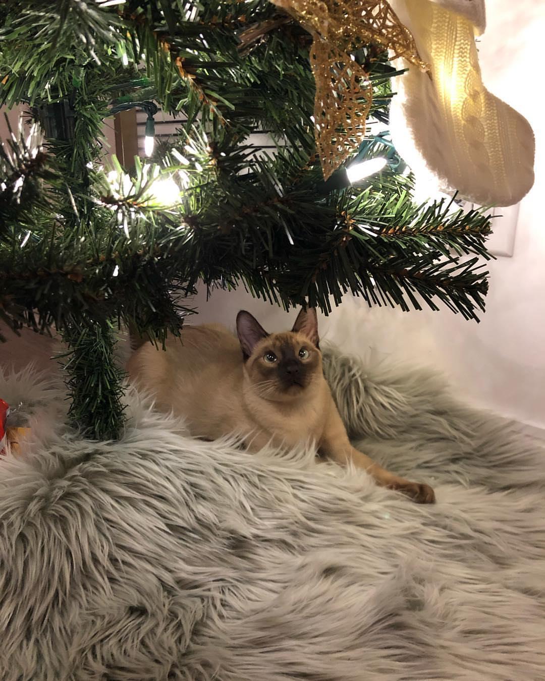Cat tnxX4IOst