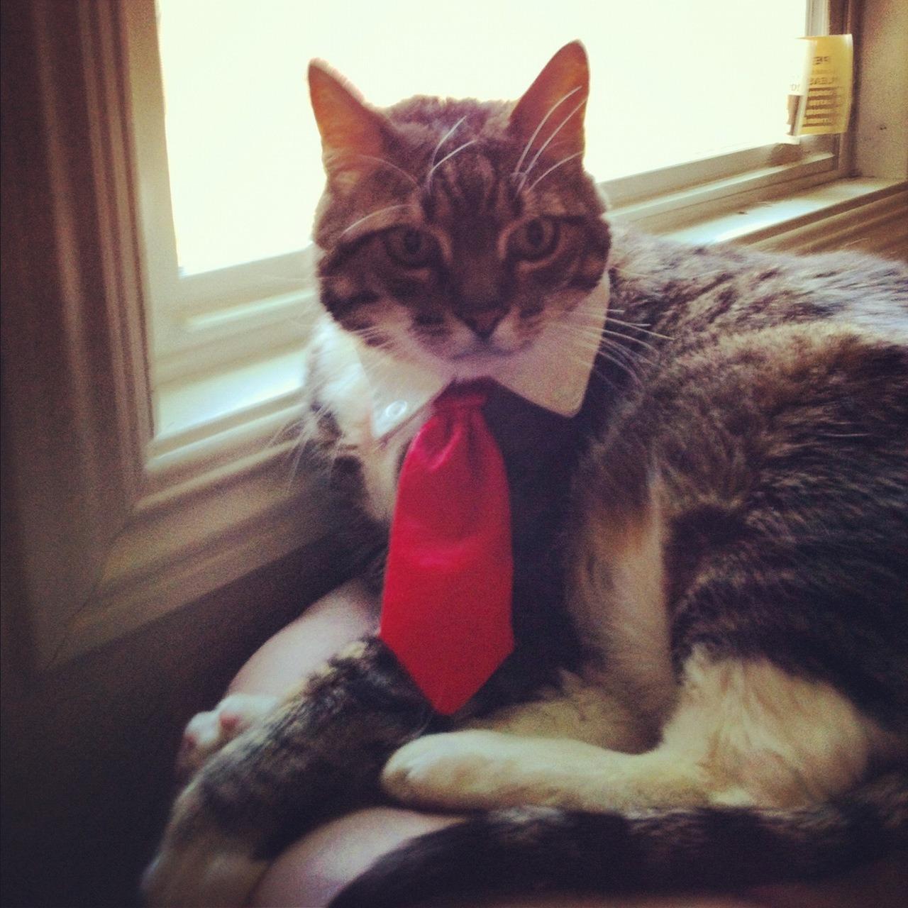 Cat tr