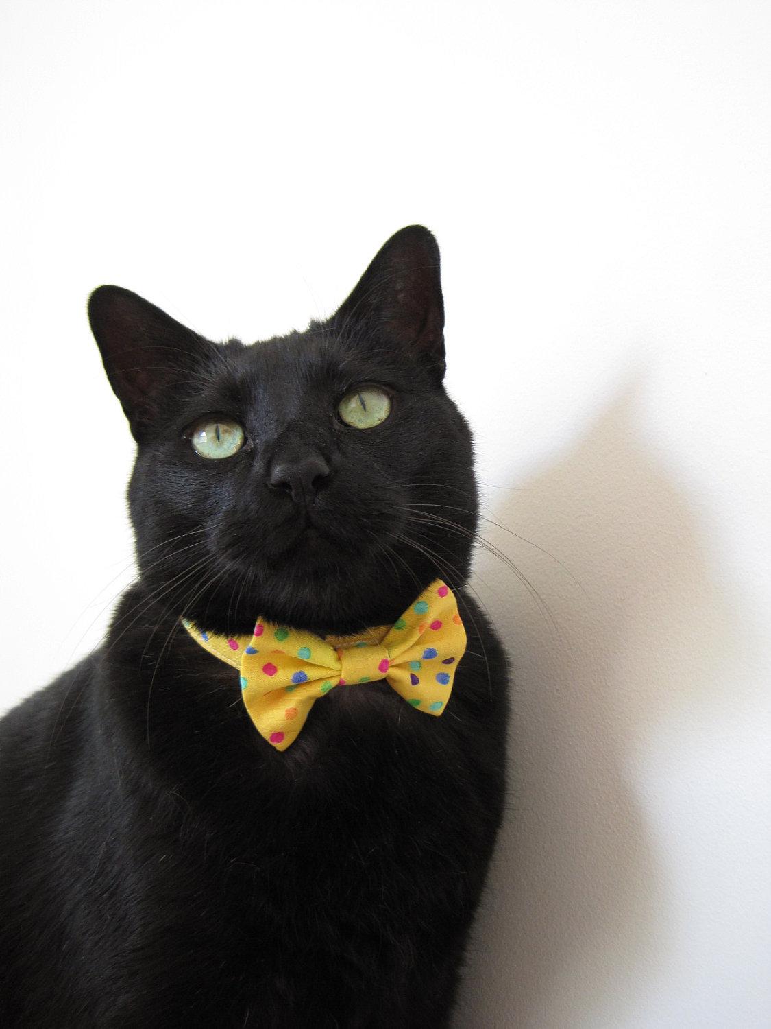 Cat ts