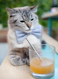 Cat u0