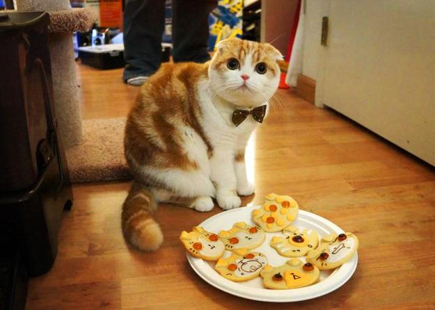Cat u1