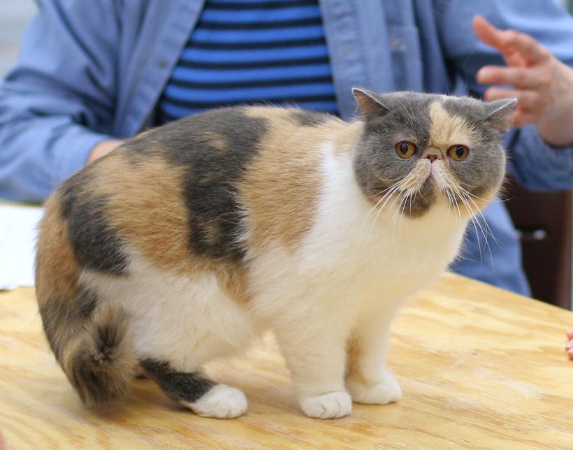 Cat u2Ezm_CgQ