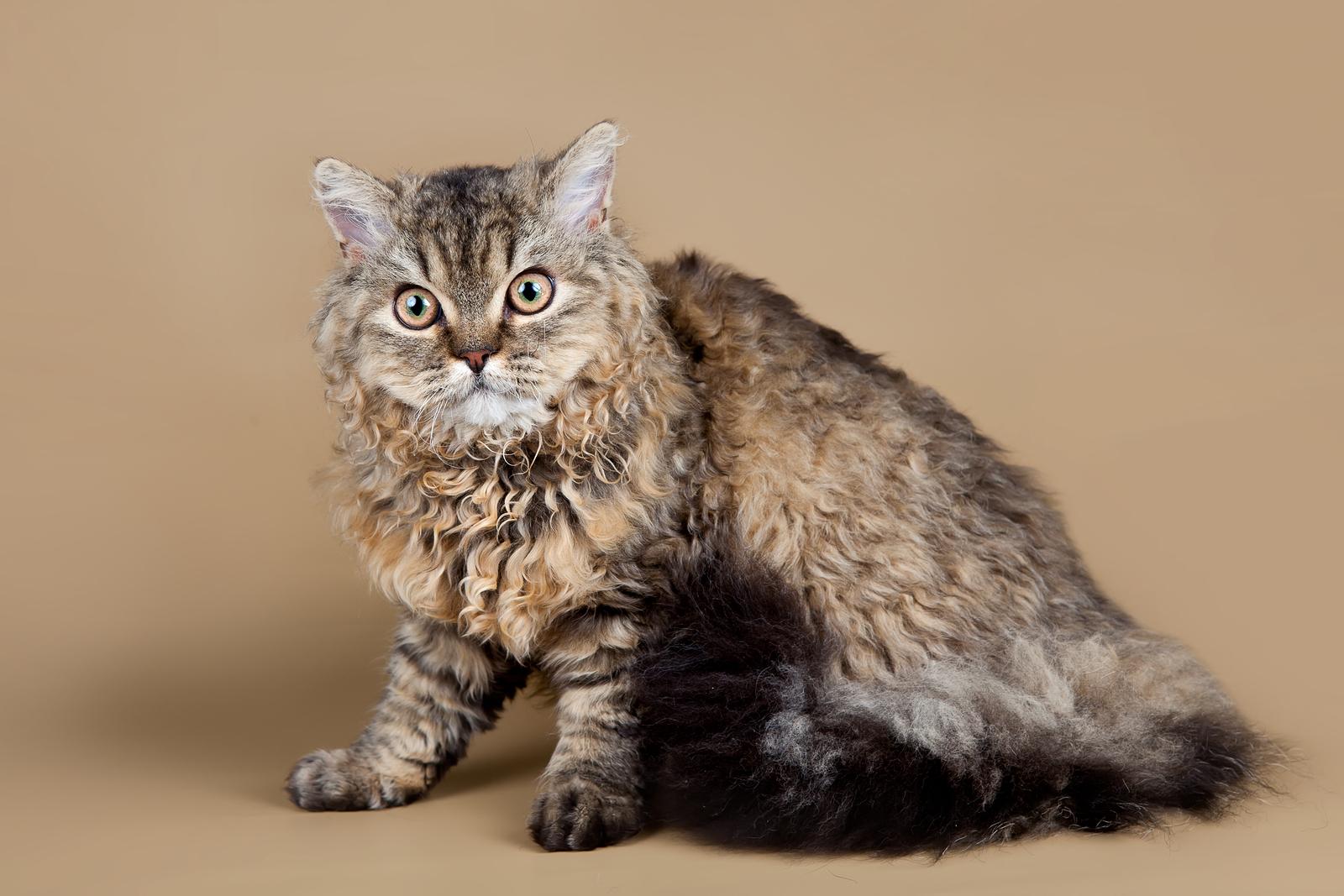 Cat uGWCE3F8u
