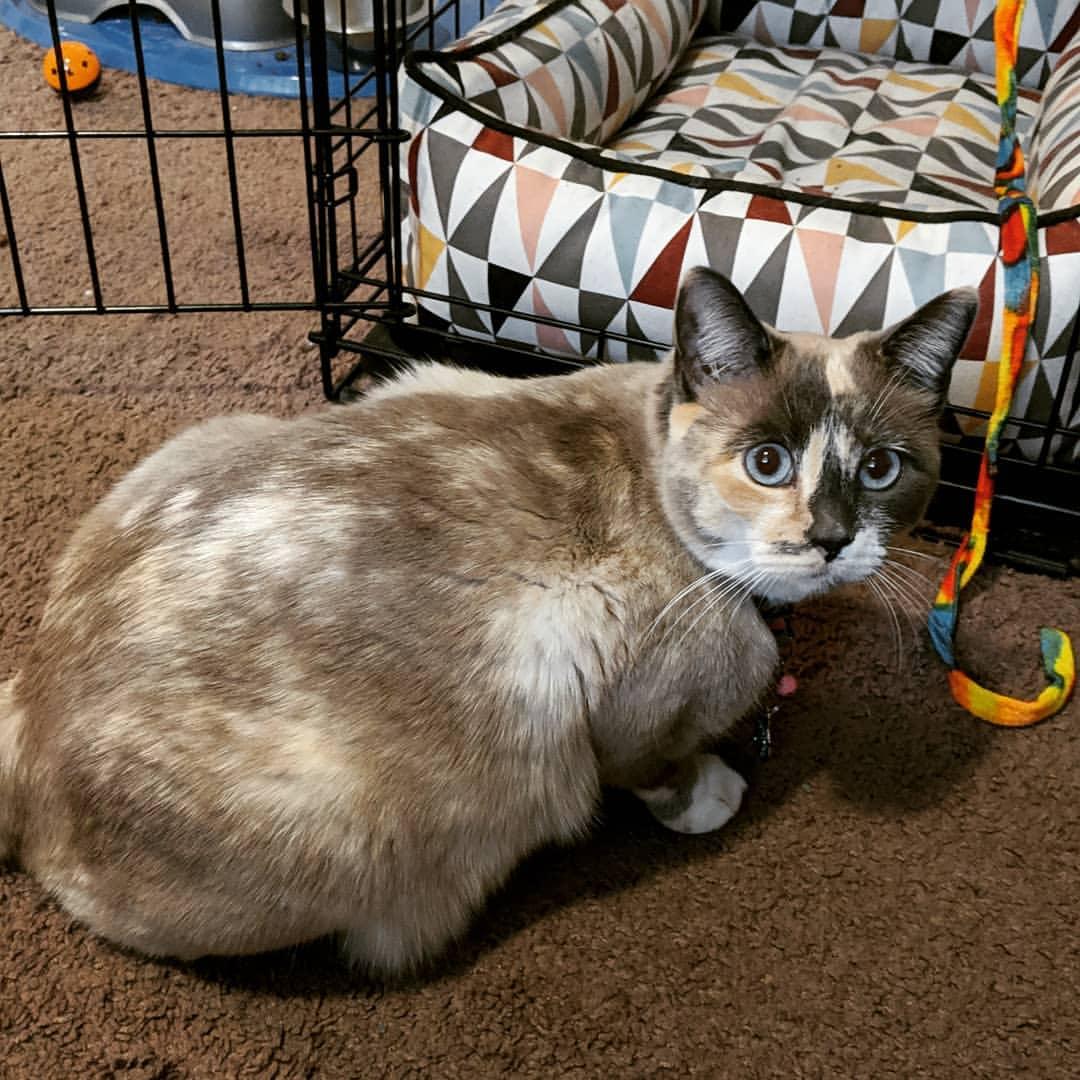 Cat uTFc4z0wP