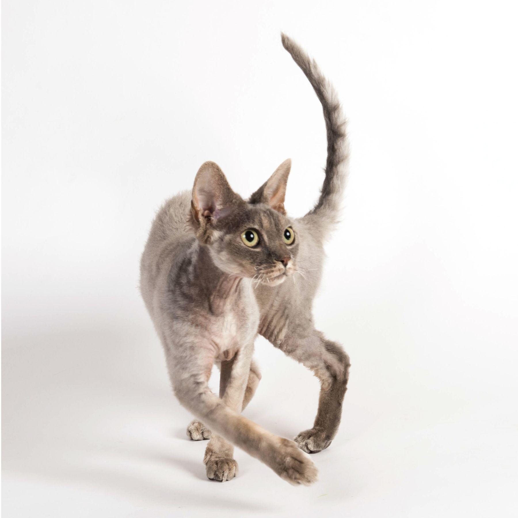 Cat uUGt0UBzF
