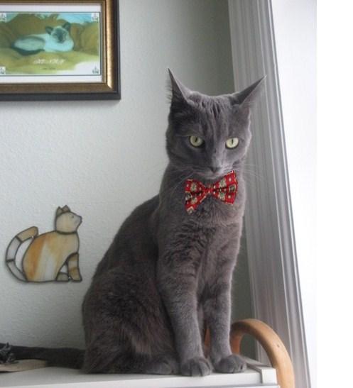 Cat ub