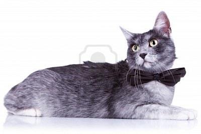 Cat ui