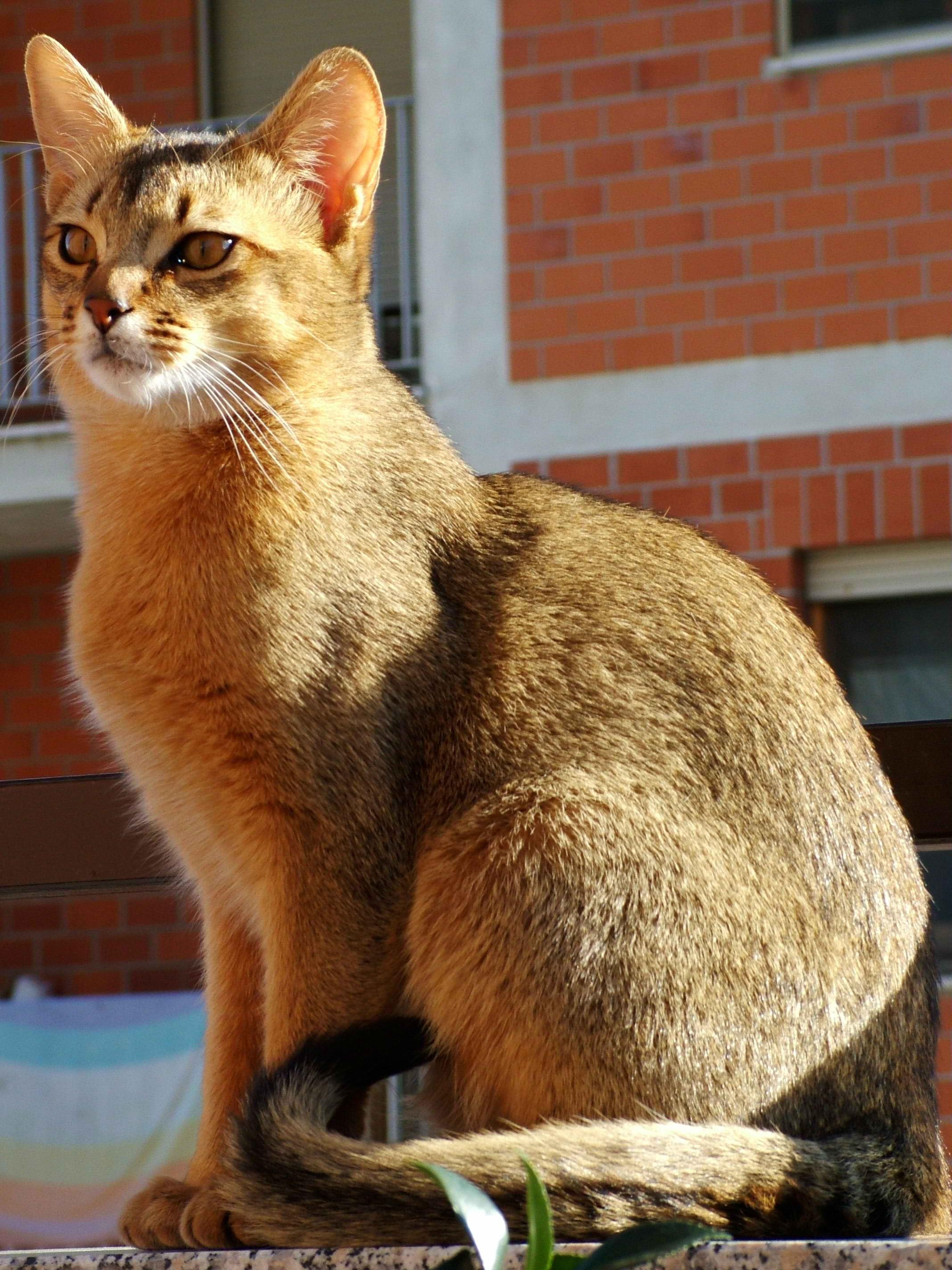 Cat unPP08xOZ