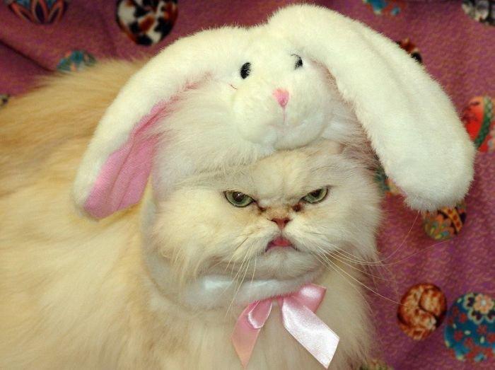 Cat uo