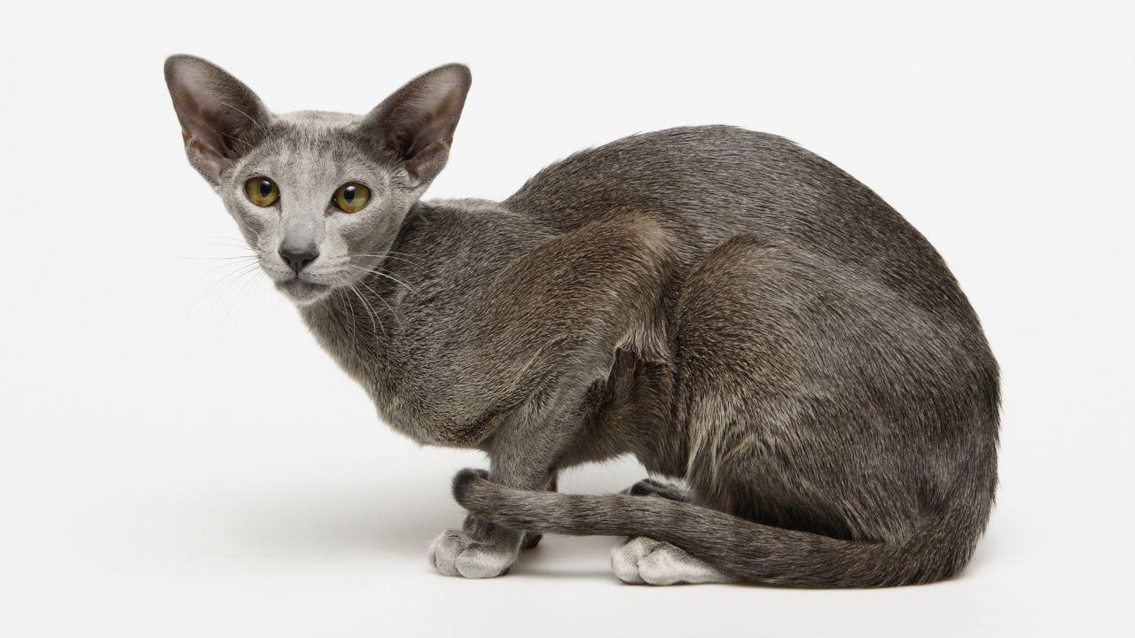 Cat us5eEBouq