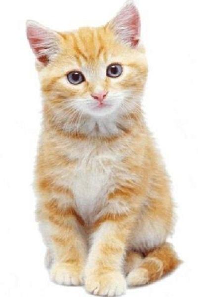 Cat usj_vstvO