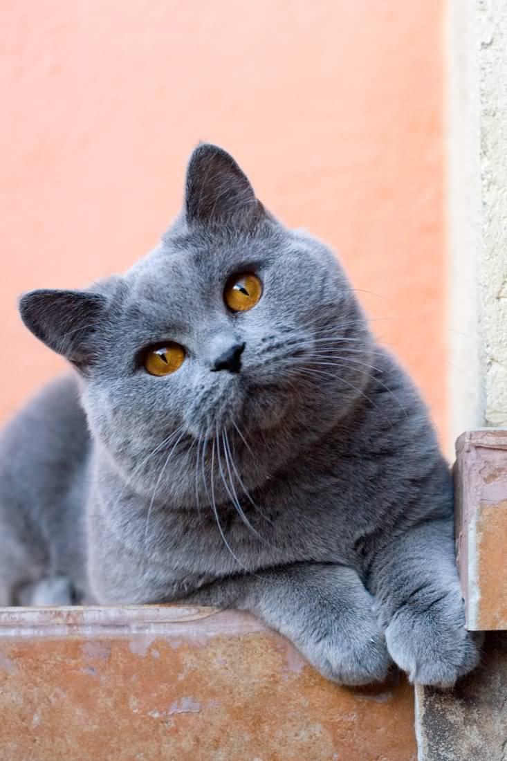 Cat utX9jo5EO