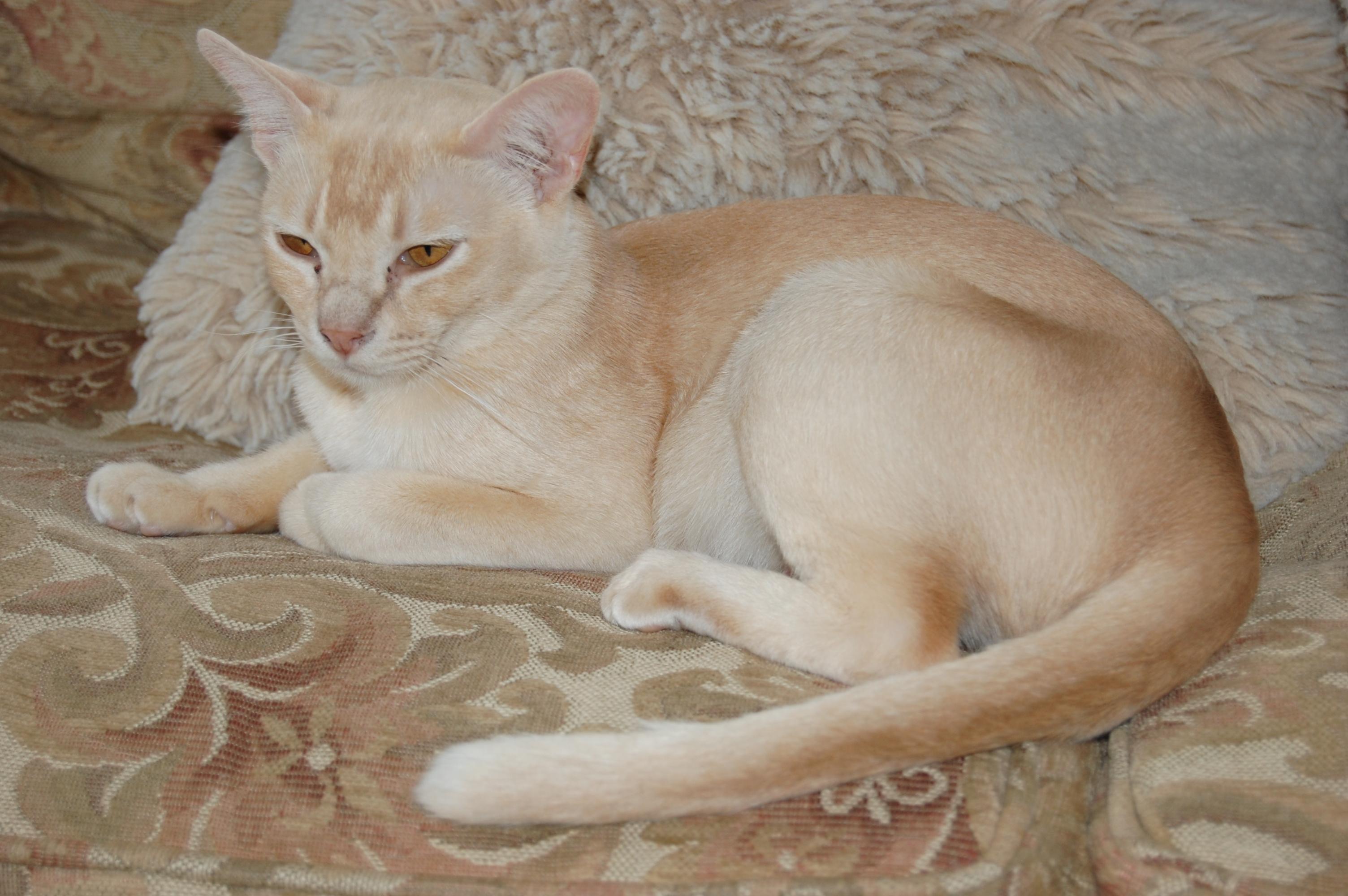 Cat uvyjW5KIG