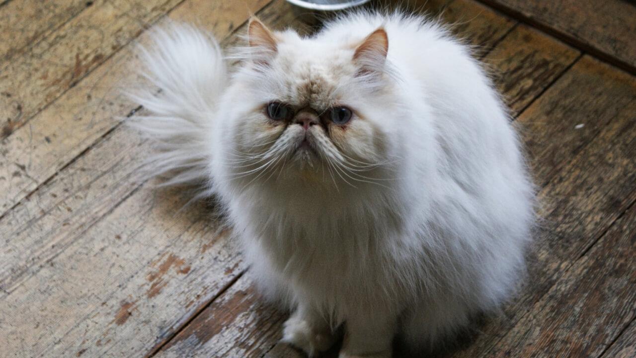 Cat uywhSIAHr