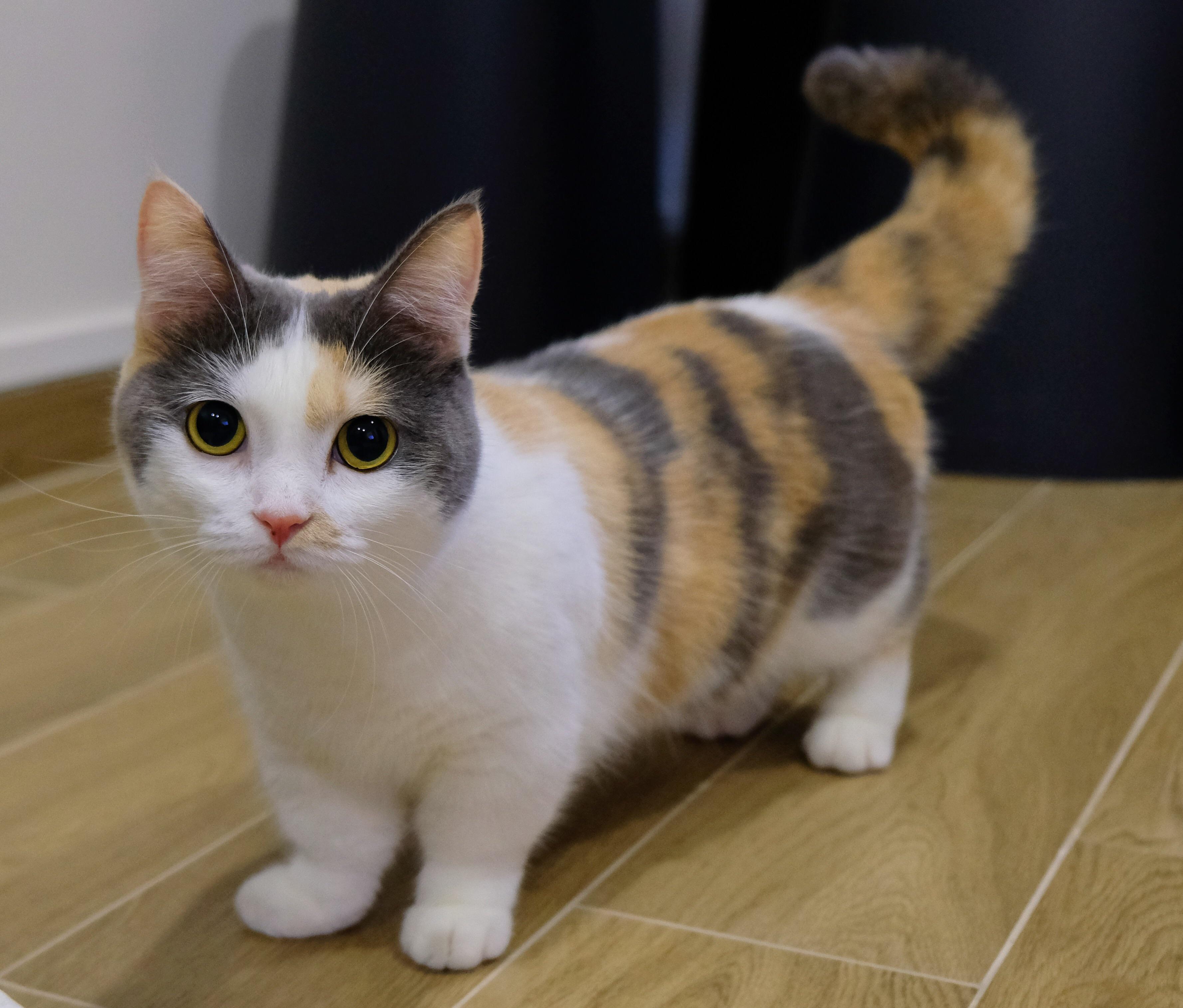 Cat vDFI6jI2O