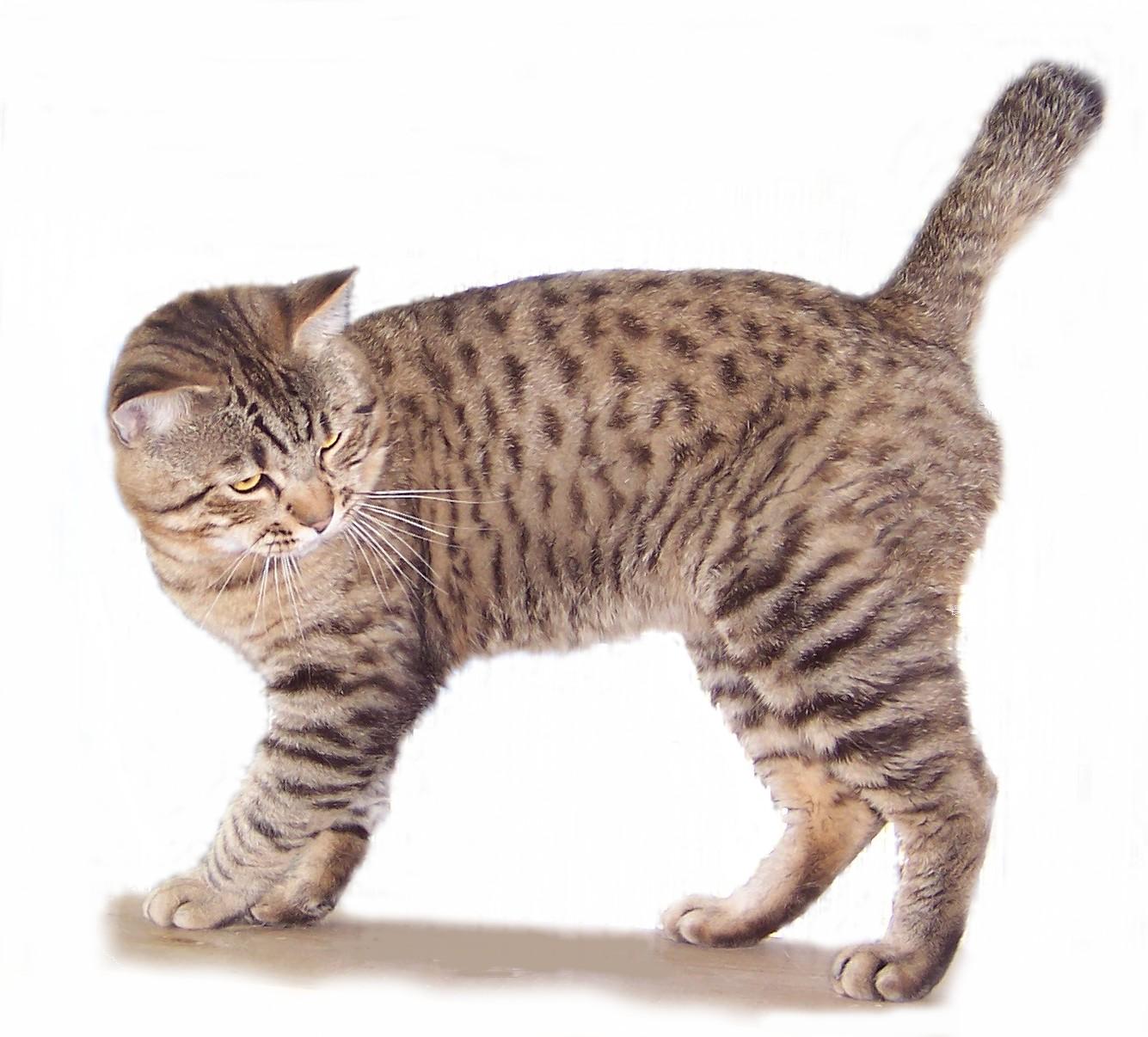 Cat vH0bd0YDH