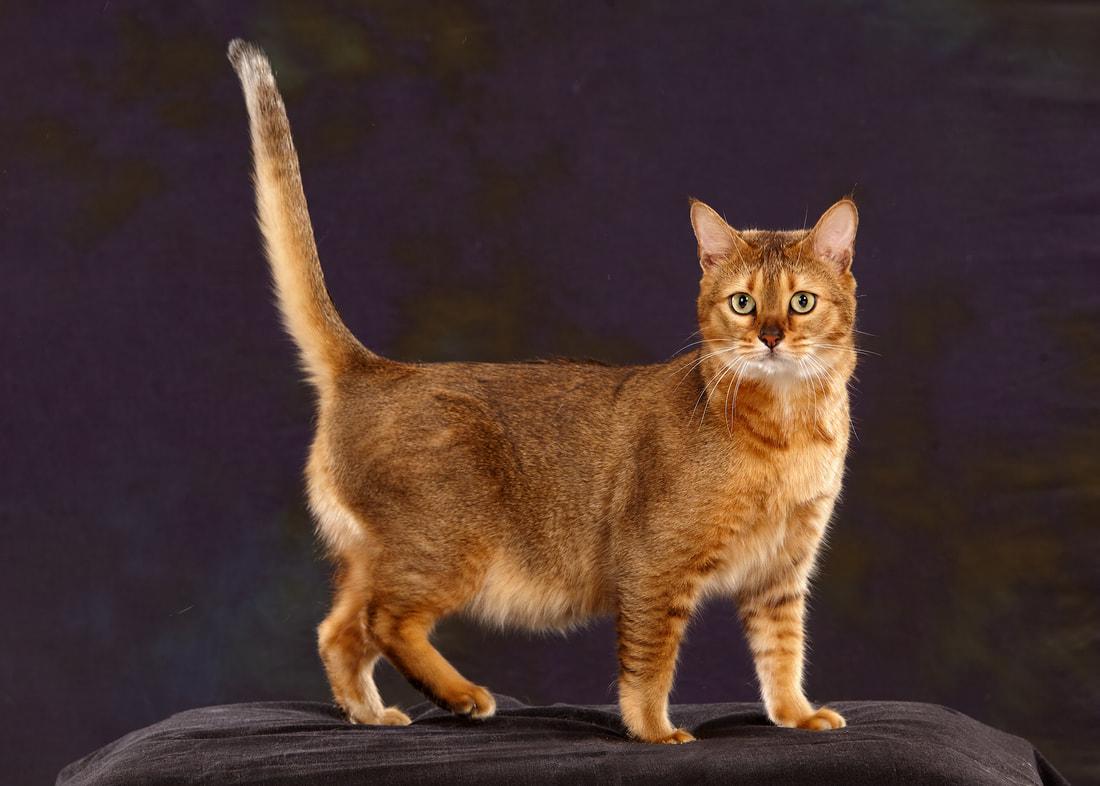 Cat vJ3lEYgXr