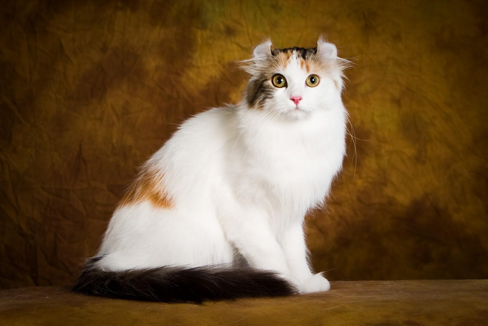 Cat vJB8rwfdX
