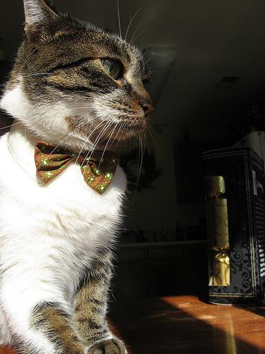 Cat vg