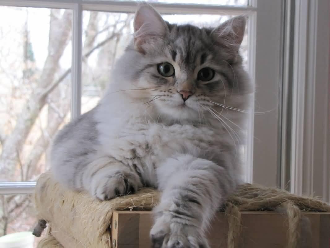 Cat viSRY7Ra0