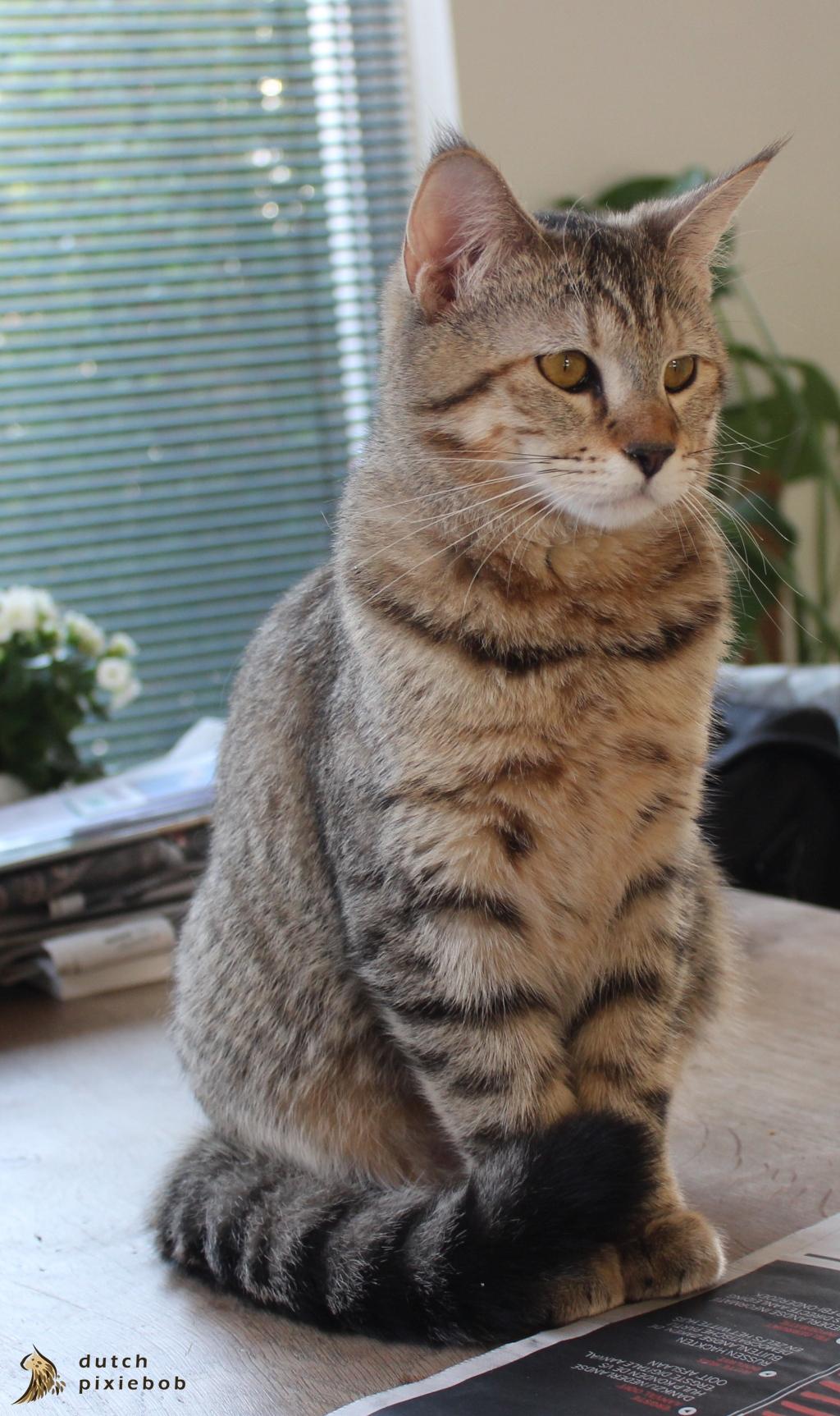 Cat vjJDjiXQQ