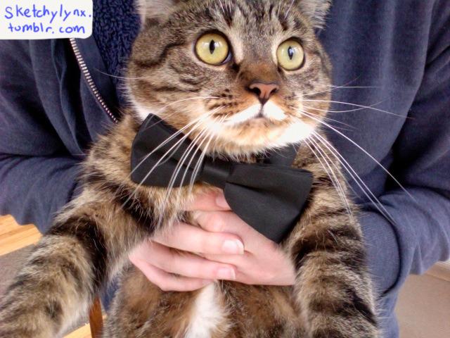 Cat vq