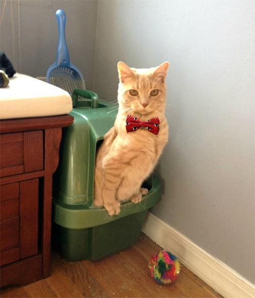 Cat vu