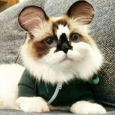 Cat wBbqm3pJa