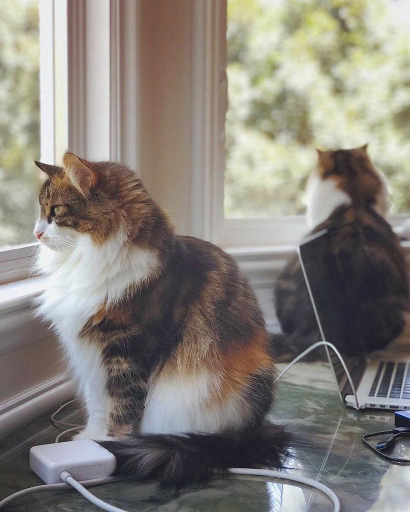 Cat wLFWzKgkf