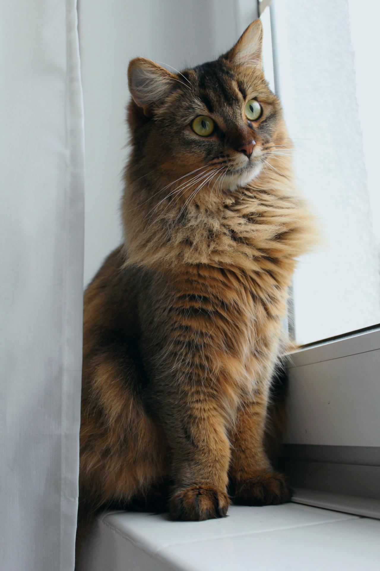 Cat wUxNIew6I