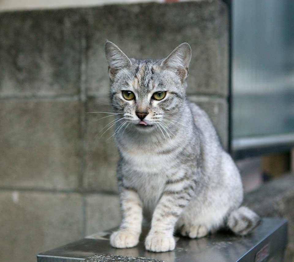 Cat weHGBmpb0