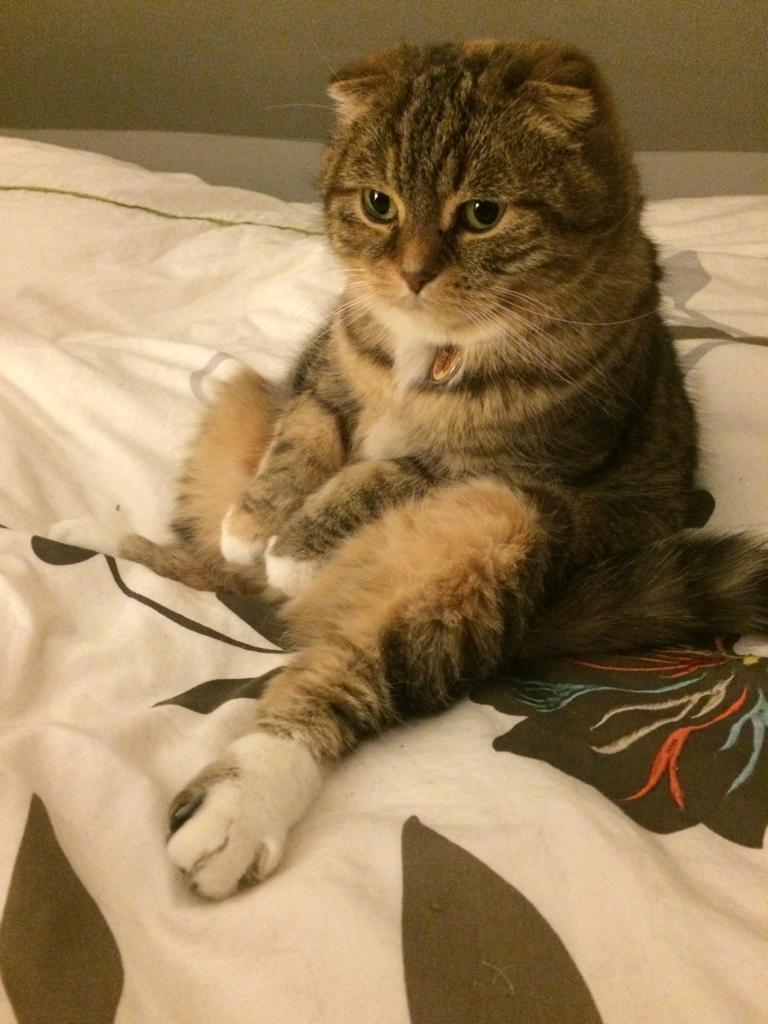Cat werXZVLvS