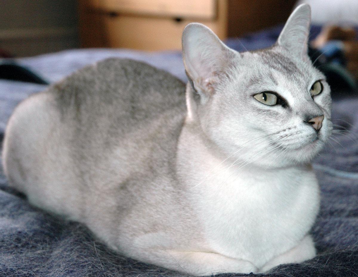 Cat wgoLPWPZQ