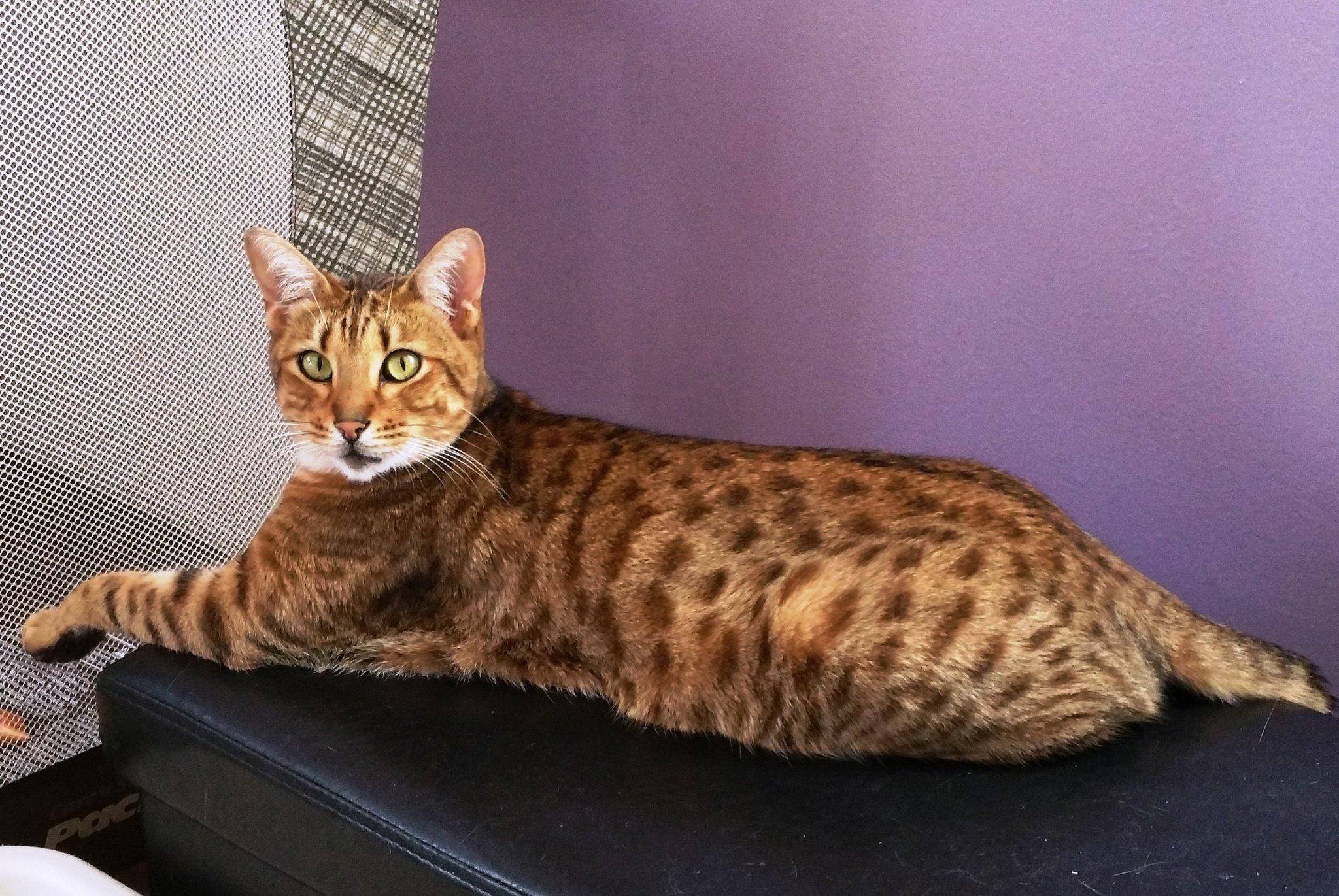 Cat wu1YzlB9q