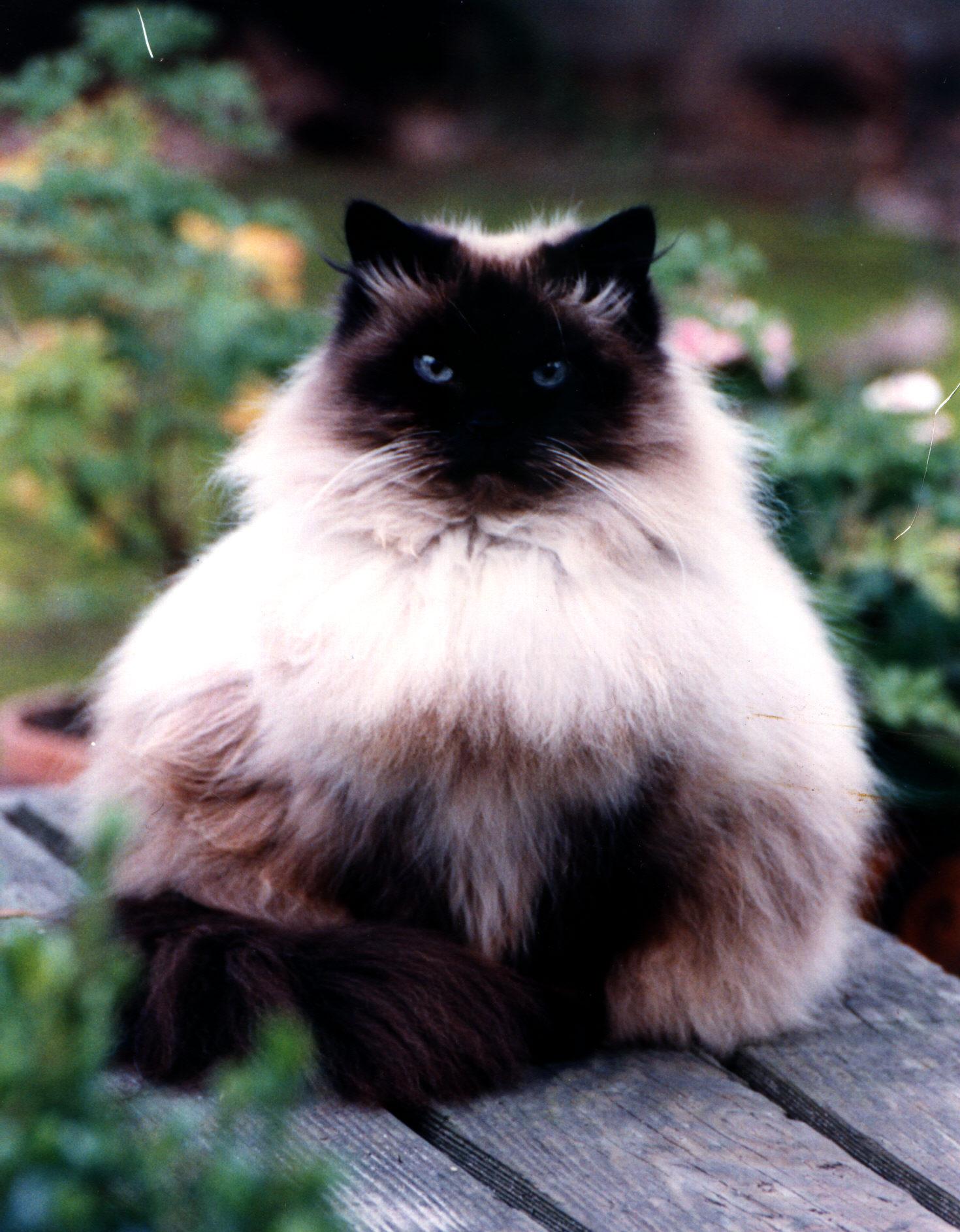 Cat wu8gMdmfo