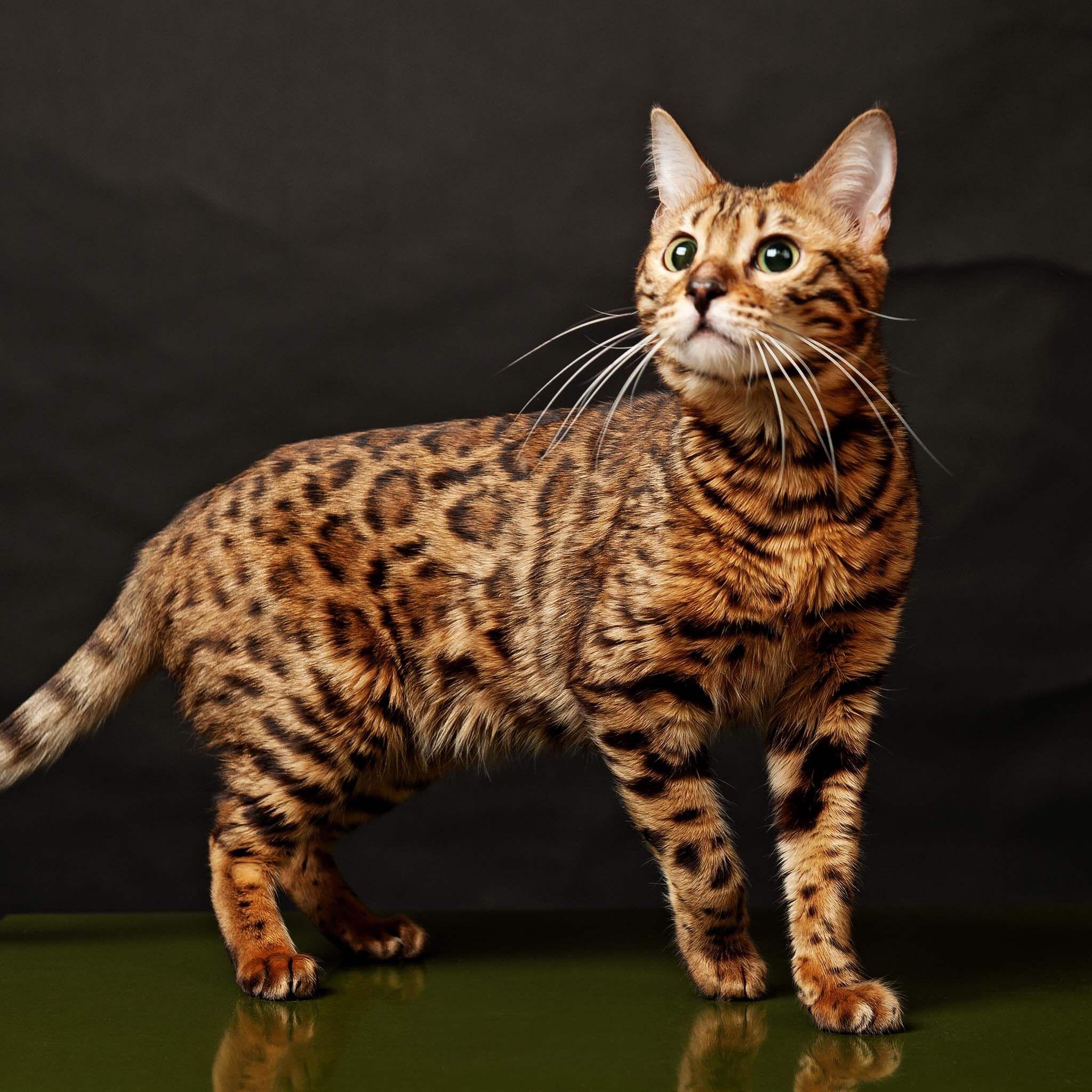 Cat xBR2jSIG7